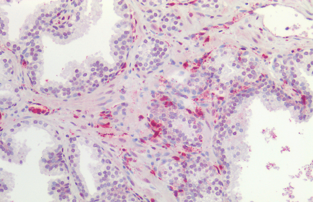  - FZD4 Antibody ASM10587